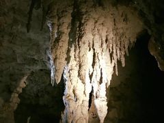 -怀托摩萤火虫洞