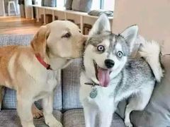 -荣耀金沙动物医院(清江西路店)