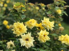 -武汉紫薇都市田园