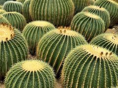 -深圳仙湖植物园
