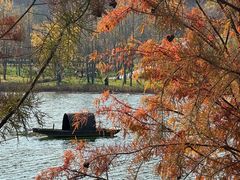 -千年银杏谷文化旅游区