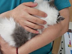 -瑞派长江宠物医院·猫科·外科·24小时夜护(谊城公寓分院)