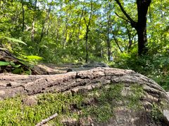 -云岫谷游猎自然风景区