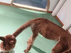 -藦茜花园宠物主题亲子互动体验馆(国顺东路店)