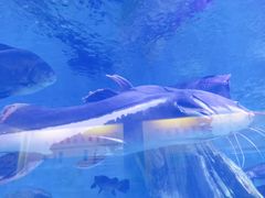 -乌鲁木齐海洋馆