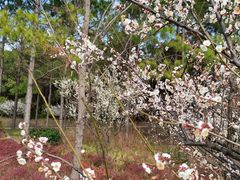 -昆山城市生态森林公园