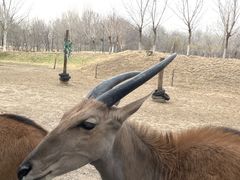 -北京野生动物园