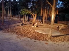 -清迈夜间动物园