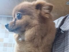 -芭比堂爱心动物医院(柯桥康爱分院)