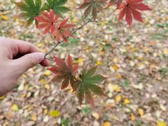 -吊水壶国家森林公园