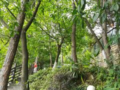 -铁山坪森林公园