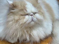 -MOCHA明星猫咖(田子坊店)