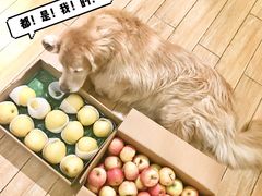 -Double Rui宠物酒店