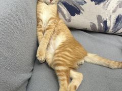 -北京京卫宠物寄养训练中心