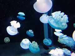 -新加坡海洋生态馆