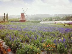 -紫颐香薰山谷景区
