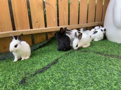 -萌宠亲子动物乐园(槐房万达店)