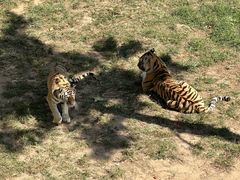 -西霞口神雕山野生动物世界