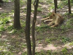 -哈尔滨北方森林动物园