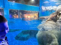 -海合安武汉极地海洋公园