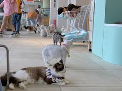 -怪兽屋·羊驼·猫咖·狗咖(俊华广场店)