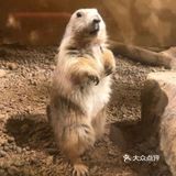 动物很可爱，喂食还是得小心一点，不要喂食太多呦！