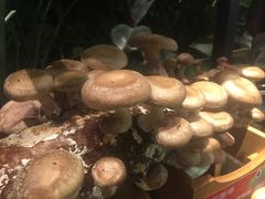 -大头椰·椰子鸡火锅(南宁万象城店)