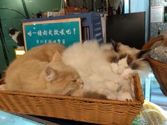 -观音桥步行街