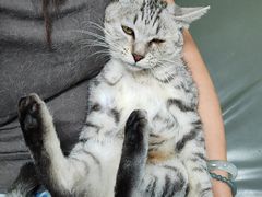 -北京观赏动物医院·24小时大型综合·猫专科·异宠专科