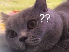 -伟伟宠物医院·瑞派猫友好医院·猫科(光谷店)