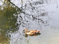 -西湖游船