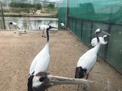 -盐城丹顶鹤湿地生态旅游区