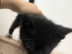 -艾吉宠物医院·疑难杂症转诊中心·猫友好(碧江路院)