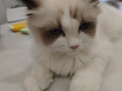 -帕帕拉兹宠物(亚洲旗舰店)