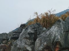-千岛湖石林