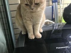 -东方名猫馆·英短金渐层布偶猫舍(环线广场1号楼店)