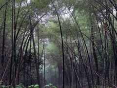 -西湖风景区十里琅珰-五云山