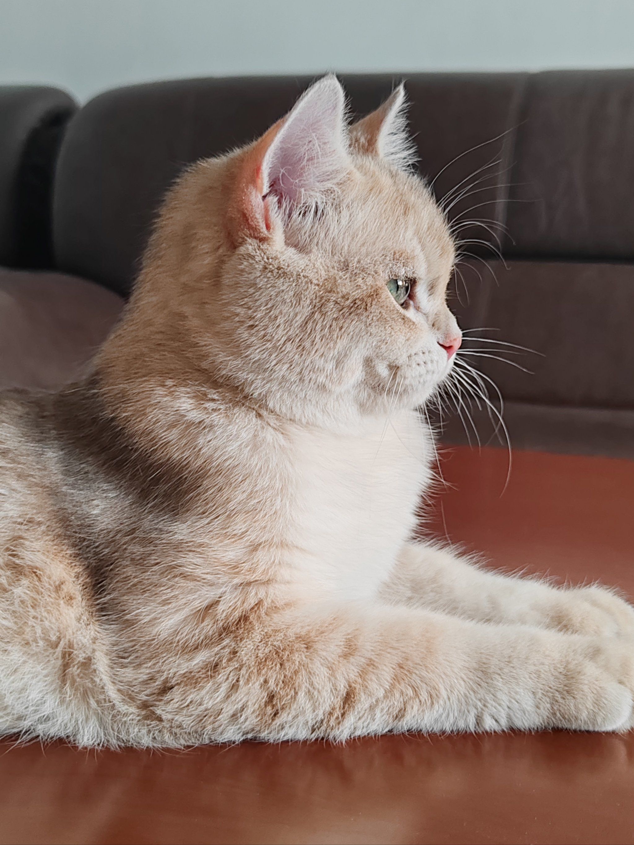 小猫侧脸绝杀