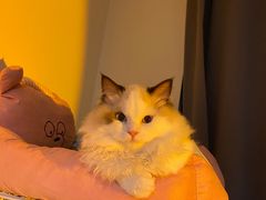 -猫十亿·布偶金渐层·曼基康矮脚猫舍(青年路店)