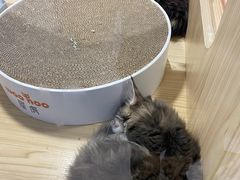 -屋虎猫馆(宝安大仟里店)