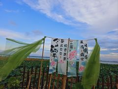 -七的湖·晚芳亭·阳澄湖农家菜·大闸蟹(莲花岛店)