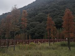 -广州市石门国家森林公园