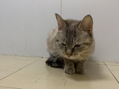 -爱侣宠医·鹦鹉专科·小型哺乳类·异宠专科(灵石路店)