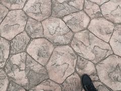 -上海滨江森林公园