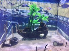 -烟台海昌鲸鲨海洋公园