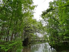 -桤木河湿地公园