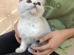 -lincat·猫舍(广州店)