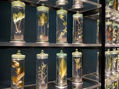 景点-南宫五洲植物乐园