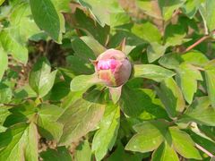 -合肥三国新城遗址公园