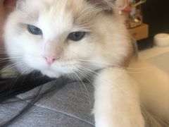 -momokira米努特·德文卷毛猫·棉花面纱犬